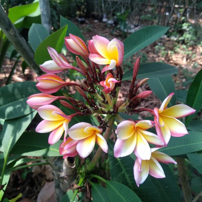 tanaman kamboja bali bunga tricolor/pohon kamboja bali tinggi 70m