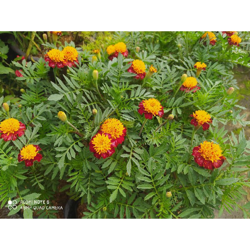 Bunga kenikir premium kuning orange