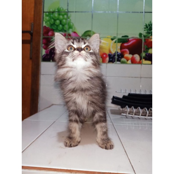 KITTEN KUCING PERSIA MARBLE