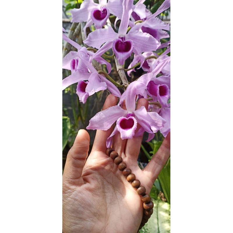 Dendrobium anosmum gigantea