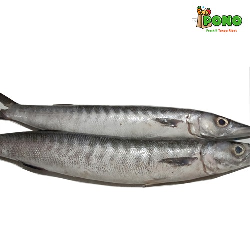 Ikan Alu Alu 400 500gr Shopee Indonesia