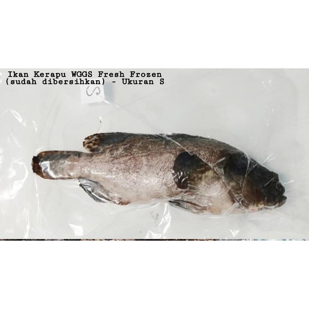 

Ikan Kerapu Frozen