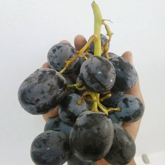 Buah Anggur Hitam Adora Besar Non Biji | Black Adora Seedless