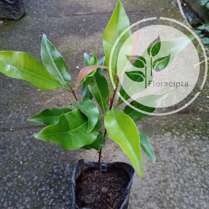 Bibit pohon cengkeh zanzibar/Tanaman cengkeh zanzibar Pling Dicari