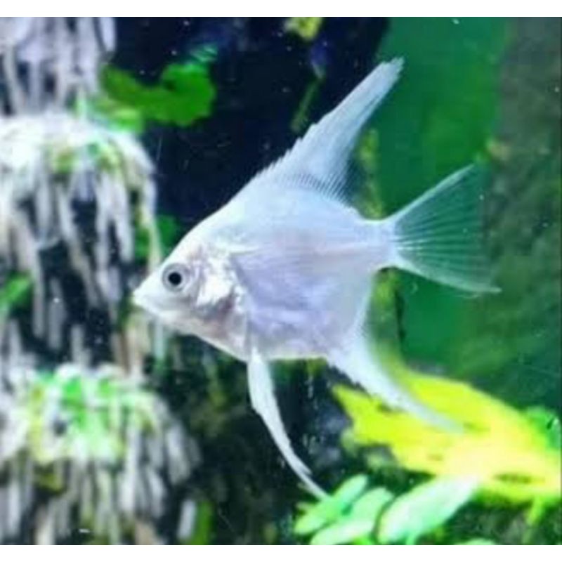 Ikan manfish platinum