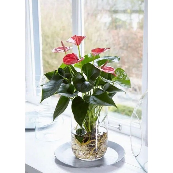 TANAMAN HIAS ANTHURIUM MICKEY MOUSE BUNGA MERAH