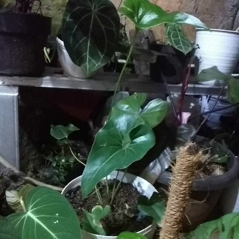 TANAMAN HIAS ANTURIUM CORONG