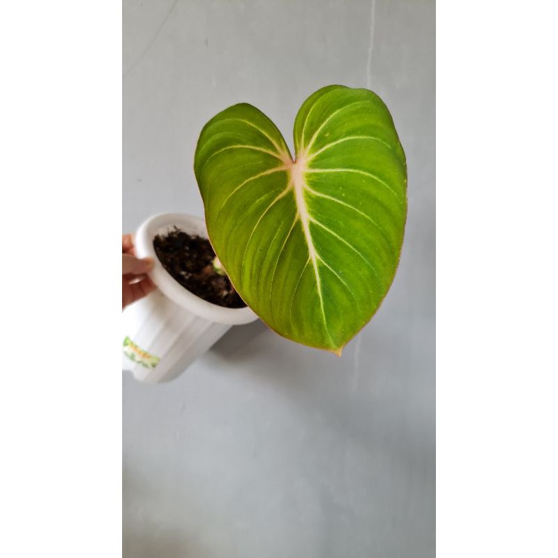 Philodendron Gloriosum (pink back)