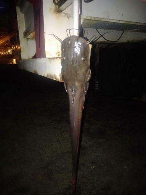 Bibit Tanaman Kelengkeng New Kristal / Wusan (tinggi 40-60 Cm)