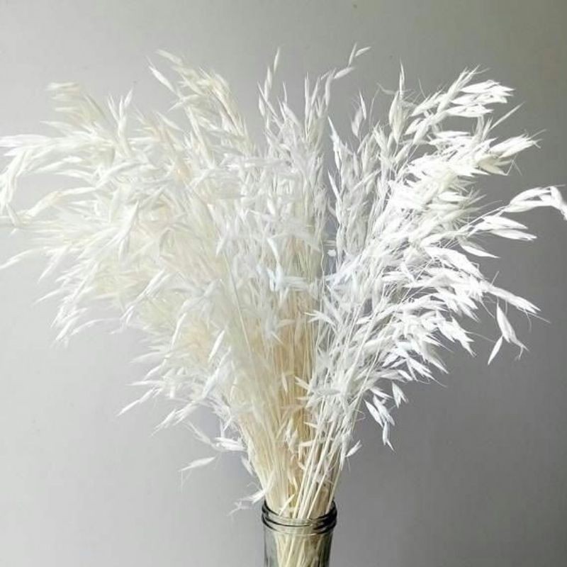 White Caspea / Caspea Putih / Bunga Kering / Dried Flower / Bunga Caspea