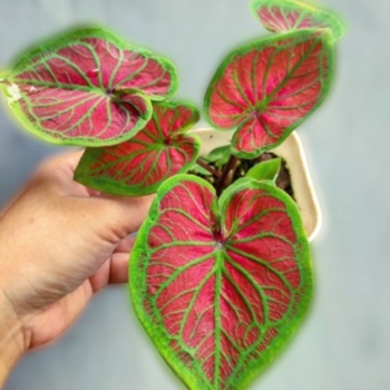 Keladi Tambuna Keladi Hias Caladium Tanaman Hias Keladi Tanaman Keladi Hidup Tanaman Hias Murah Anak