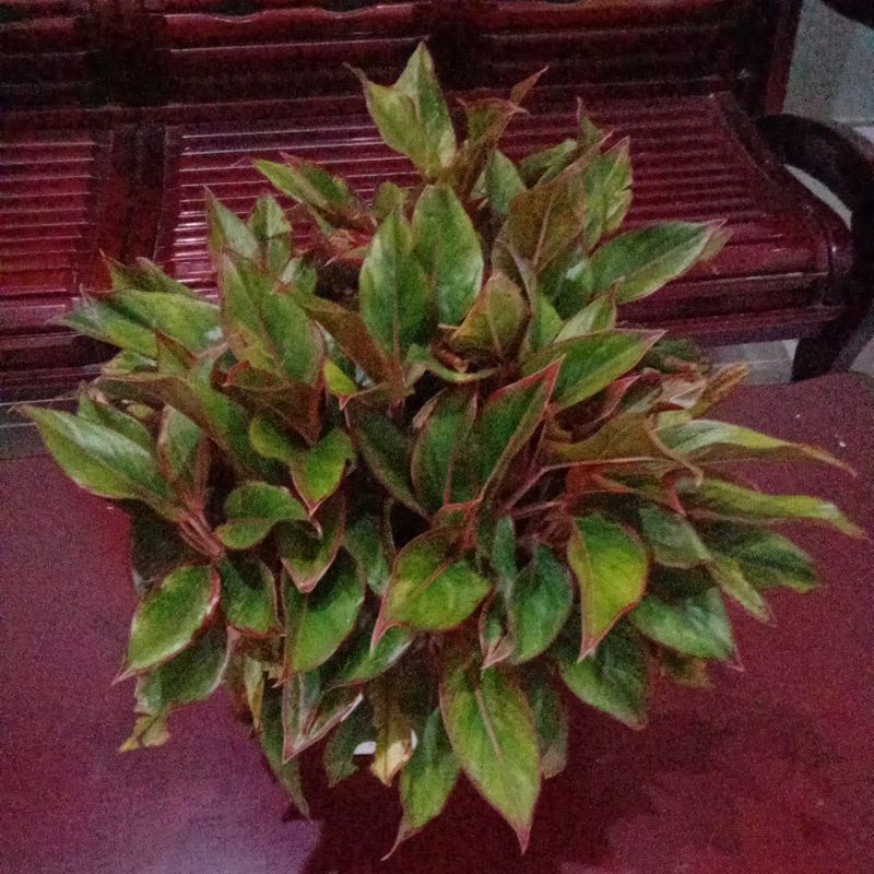 aglonema bigroy mutasi