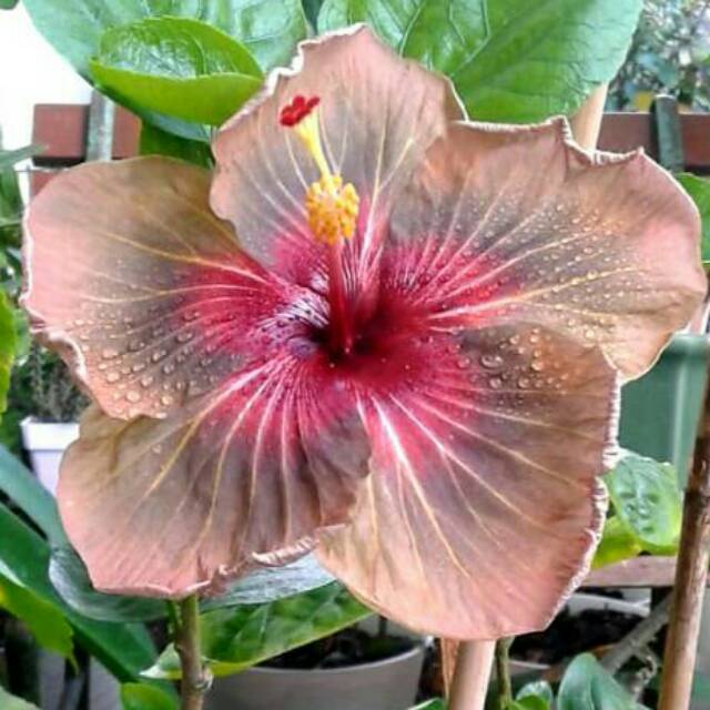 Bunga Kembang sepatu langka/ rare hibiscus Taiwan magic star