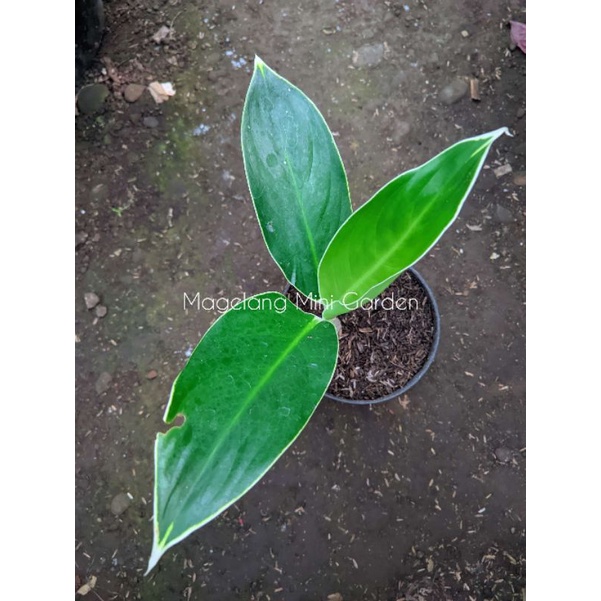 Aglonema lipstik andromeda