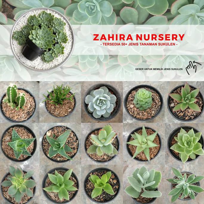 Jual Paket 30 Tanaman Hias Kaktus Sukulen Pembawa Hoki Dan Kesehatan Bergaransi Indonesia Shopee Indonesia