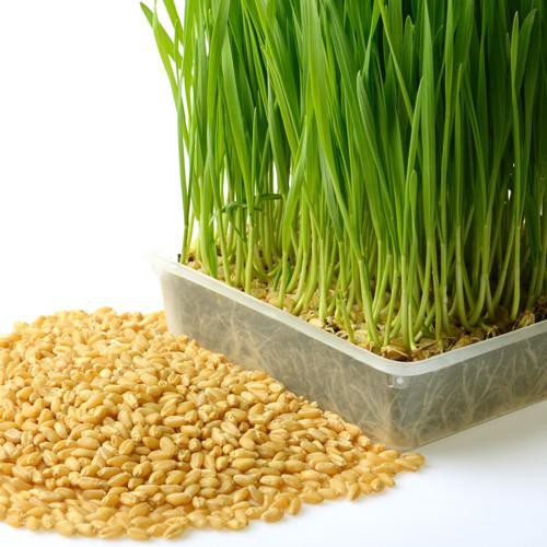 Benih Bibit Biji - Wheatgrass Wheat Cat Grass Rumput Gandum Seeds - IMPORT (50gr)