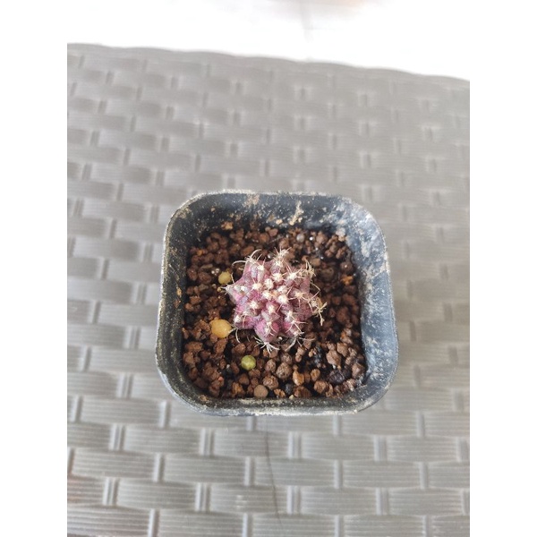 Kaktus T-lux ownroot