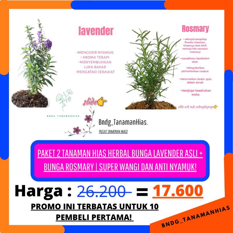 PAKET 2 TANAMAN HIAS HERBAL BUNGA LAVENDER ASLI + ROSEMARY | SUPER WANGI DAN ANTI NYAMUK | TERMURAH