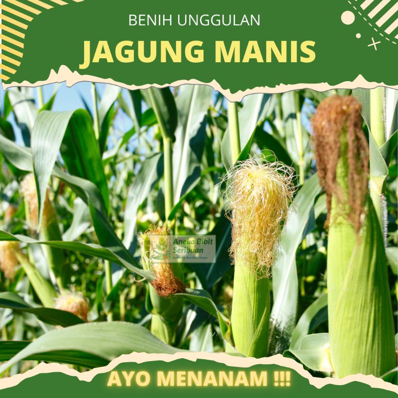 20 biji - benih jagung manis baruna bibit jagung