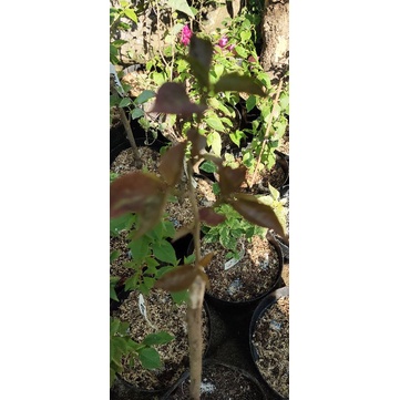 bougenville BLACK MARIA