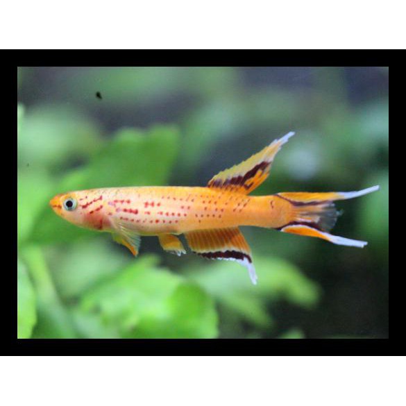 Ikan Hias Aquascape Killifish Aph.Australe Orange Jual Murah