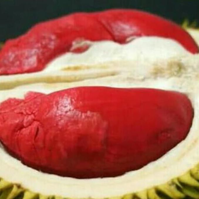 super bibit durian udang merah kaki 3 tulen