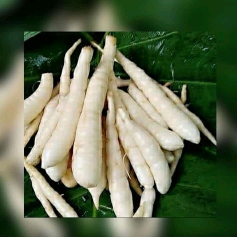 

Umbi garut fres (500gram)