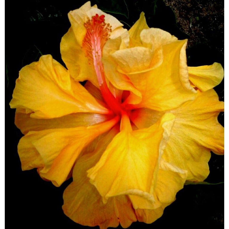 bibit bunga sepatu tumpuk hibiscus bangkok warna kuning tumpuk_ tanaman hias hidup outdoor