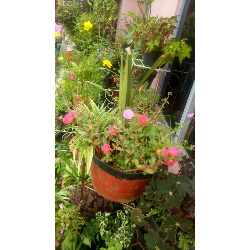 stek moss rose/kembang krokot