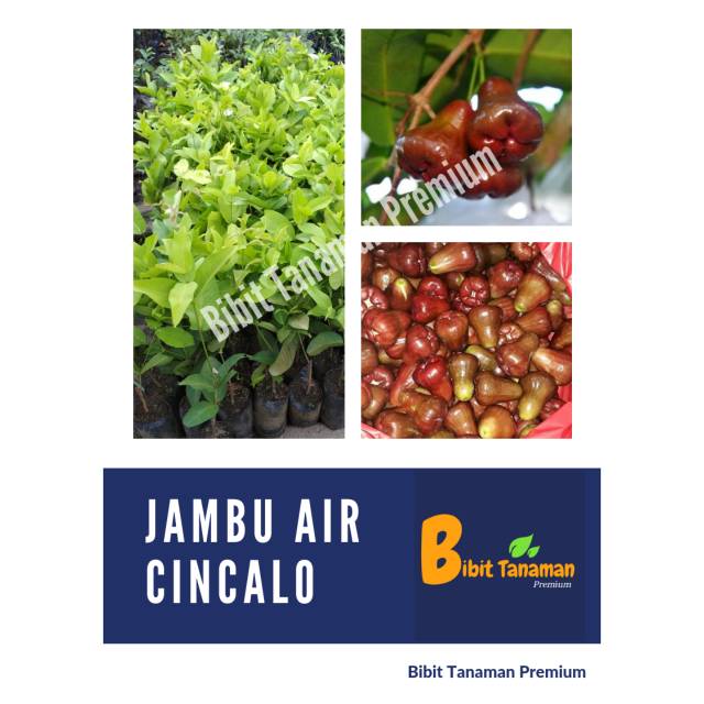 BIBIT JAMBU CINCALO/JAMBU AIR CINCALO (BIBIT TANAMAN PREMIUM)