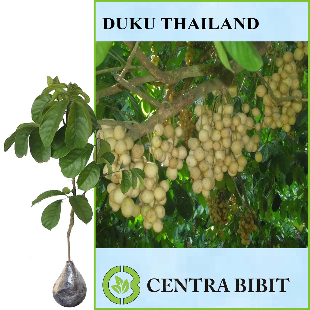 Tanaman Buah Duku Thailand