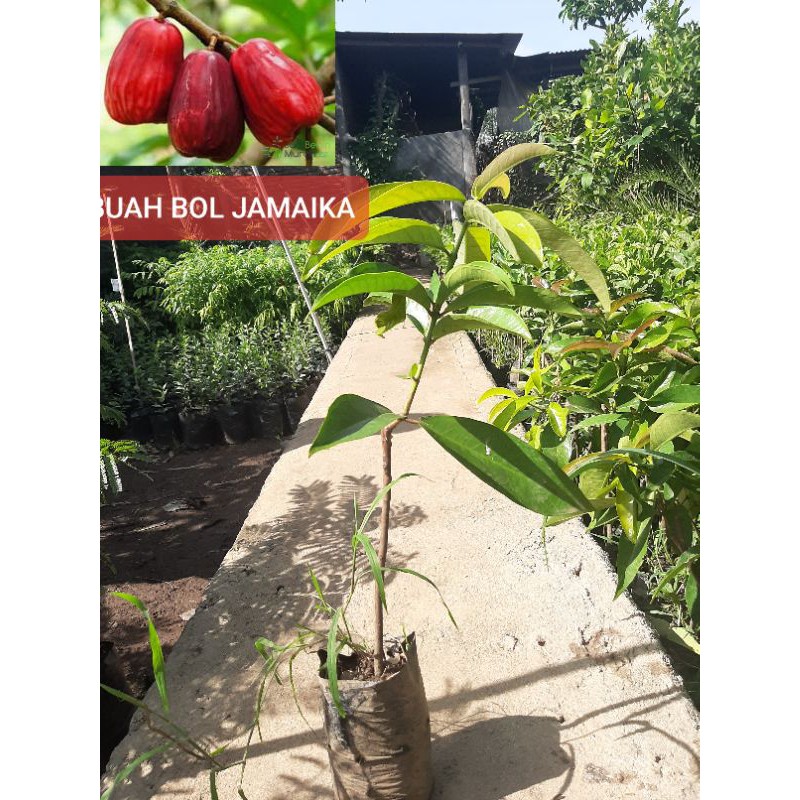 jambu bol jamaica