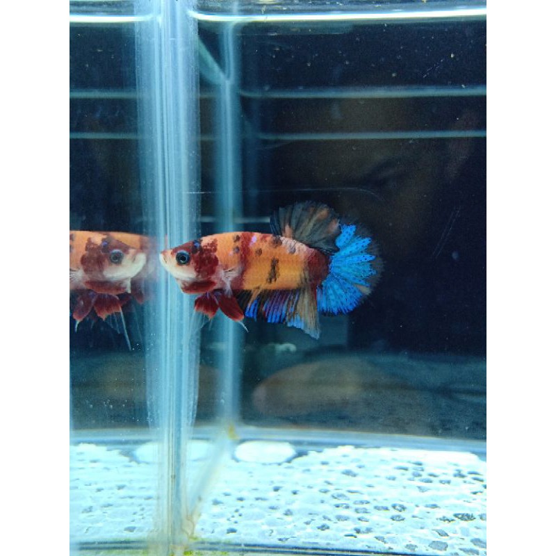 

Nemo Galaxy Betta Fish