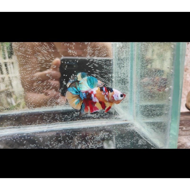 multy colour yellow base