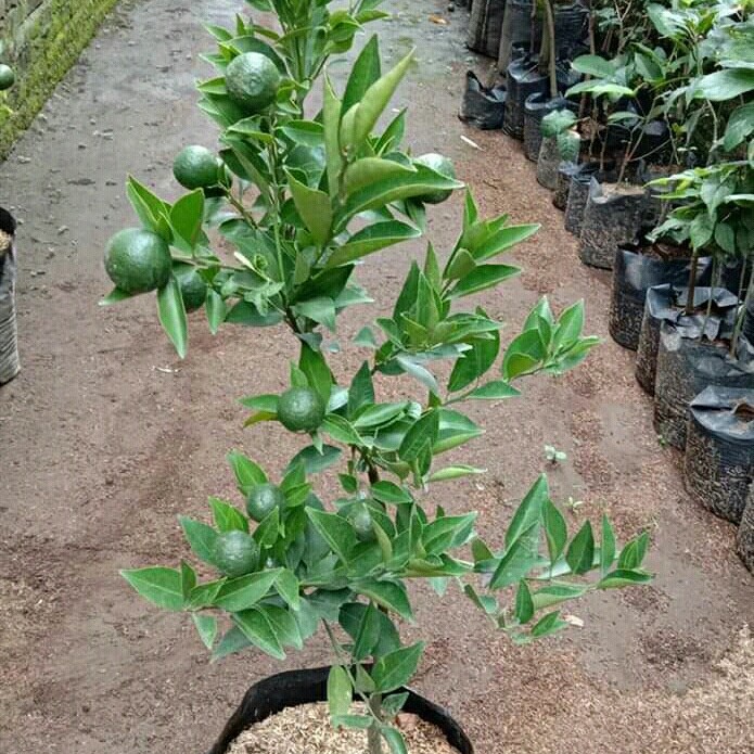 Bibit Buah Jeruk Santang Madu Okulasi Sudah Berbuah | Pohon Jeruk