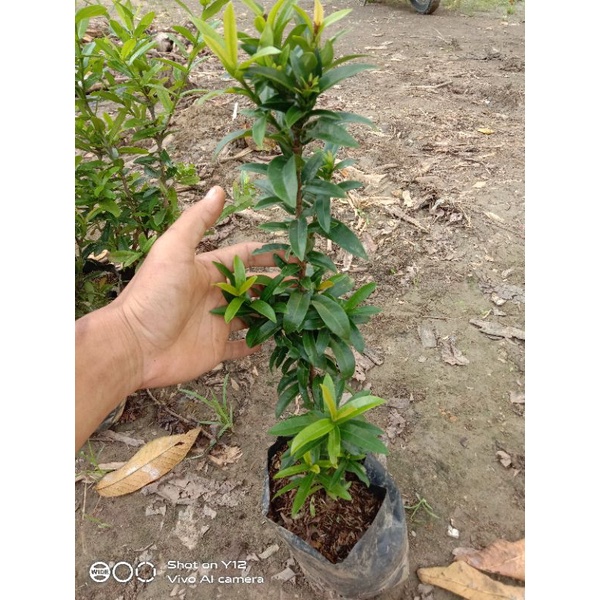 Bibit Bonsai Asoka Micro