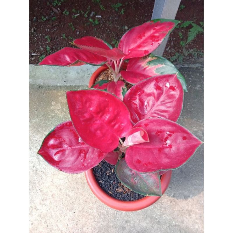 Aglonema Suksom jaipong besar