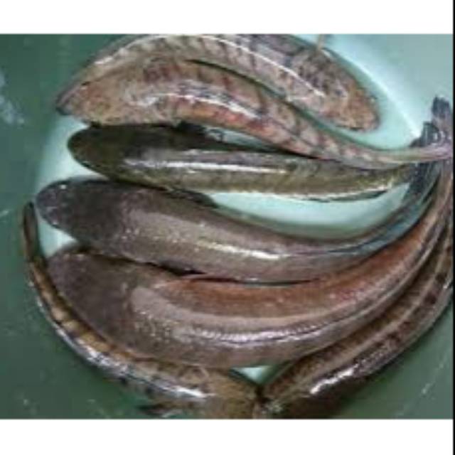 Ikan Haruan ( Ikan Gabus )