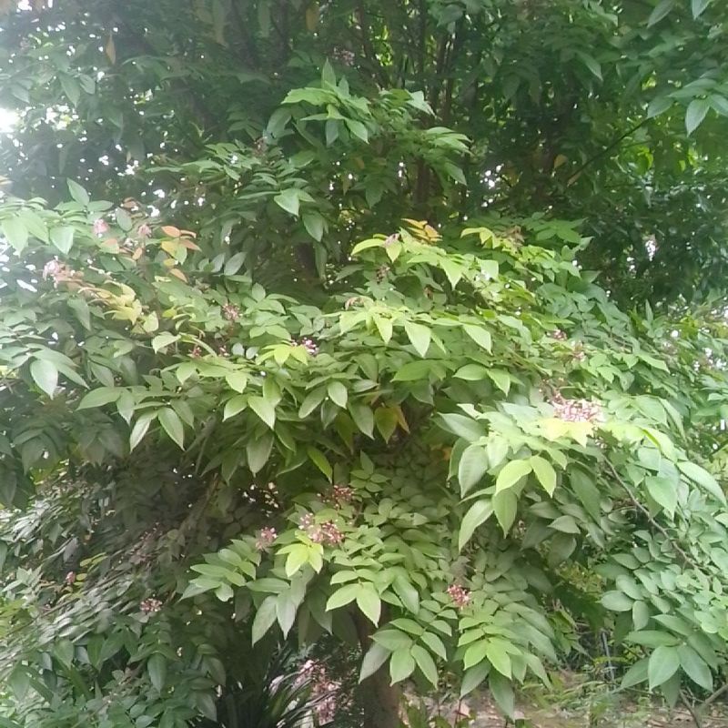 

DAUN BELIMBING MANIS SEGAR OBAT HERBAL SEHAT