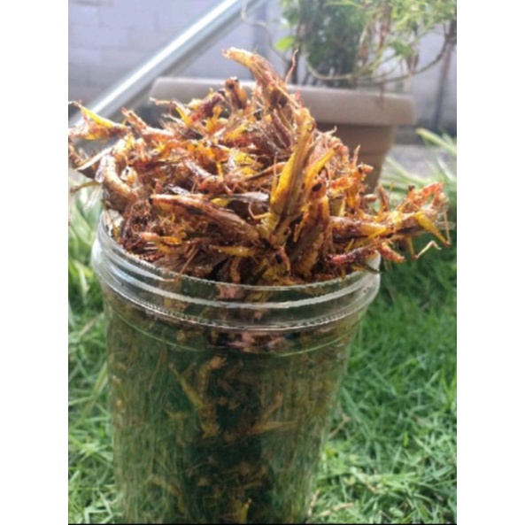 

belelng kecil toples panjang