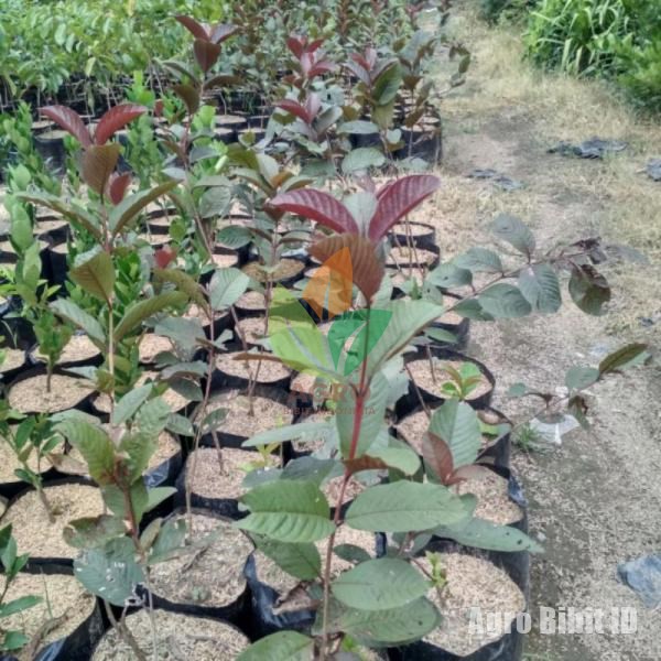 Bibit Jambu Biji Australia Ungu