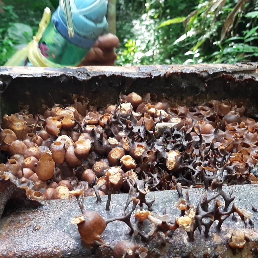 

Madu Klanceng/trigona/kelulut asli dijamin