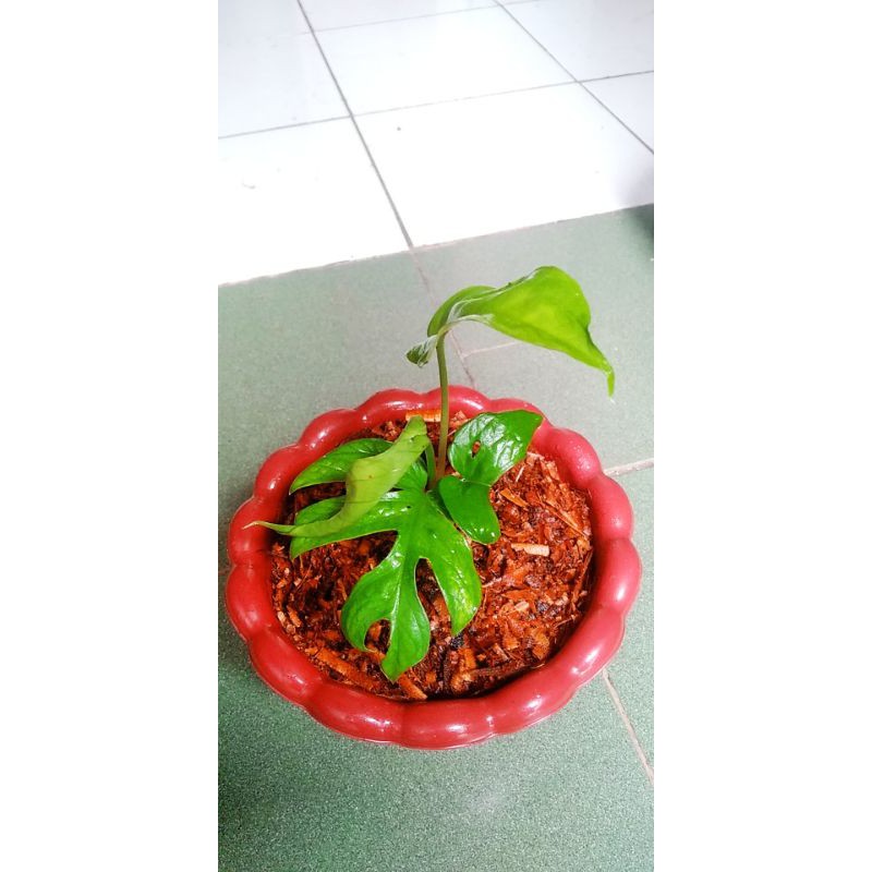 Monstera Amydrium Medium