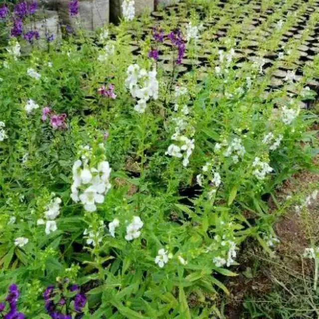 Tanaman pengusir nyamuk lavender