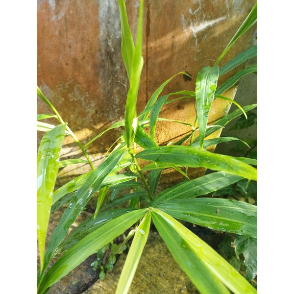 

Daun jahe merah segar 300 gram