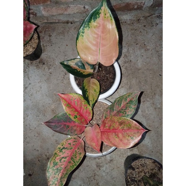 aglonema sultan brunai & red striptis