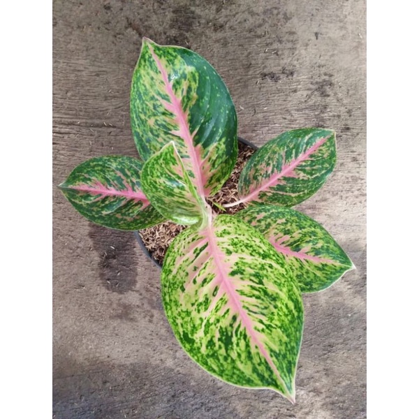 beby aglonema indukan big papa 1 helai daun