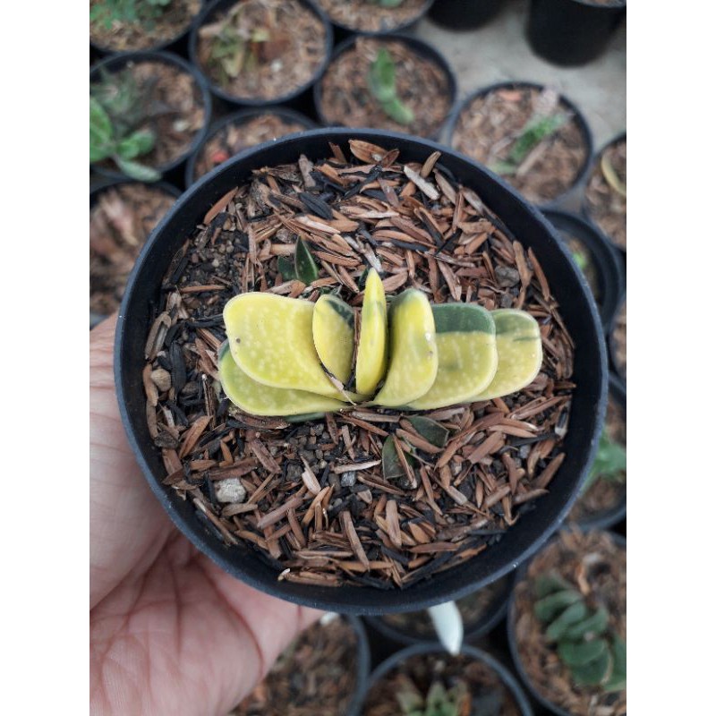 GASTERIA MINIMA VARIEGATA