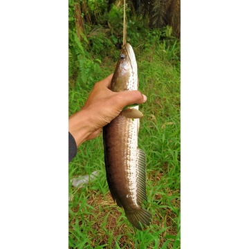 

ikan gabus