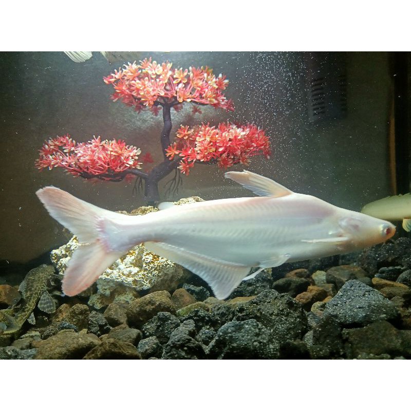 Ikan PATIN ALBINO